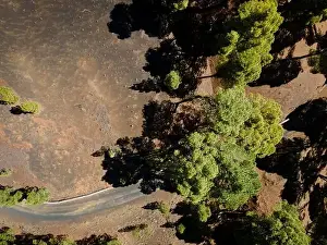 Top Down View Prints: Drone flight over the beautiful lush green pine forest on El Hierro, el pinar