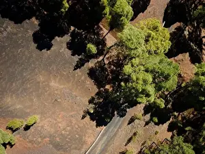 Top Down View Prints: Drone flight over the beautiful lush green pine forest on El Hierro, el pinar