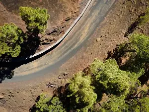 Top Down View Prints: Drone flight over the beautiful lush green pine forest on El Hierro, el pinar