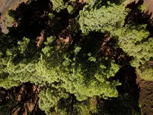 Top Down View Prints: Drone flight over the beautiful lush green pine forest on El Hierro, el pinar