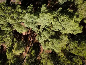 Top Down View Prints: Drone flight over the beautiful lush green pine forest on El Hierro, el pinar