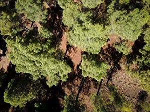Top Down View Prints: Drone flight over the beautiful lush green pine forest on El Hierro, el pinar