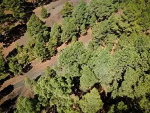 Top Down View Prints: Drone flight over the beautiful lush green pine forest on El Hierro, el pinar