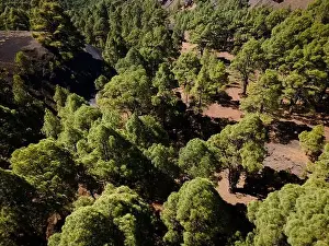 Top Down View Prints: Drone flight over the beautiful lush green pine forest on El Hierro, el pinar