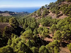 Travel Background Prints: Drone flight over the beautiful lush green pine forest on El Hierro, el pinar