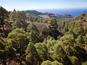 Travel Background Prints: Drone flight over the beautiful lush green pine forest on El Hierro, el pinar