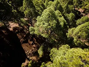 Travel Background Prints: Drone flight over the beautiful lush green pine forest on El Hierro, el pinar