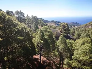Travel Background Prints: Drone flight over the beautiful lush green pine forest on El Hierro, el pinar