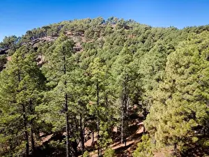 Drone flight over the beautiful lush green pine forest on El Hierro, el pinar
