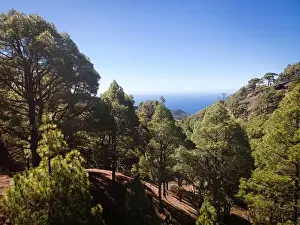 Travel Background Prints: Drone flight over the beautiful lush green pine forest on El Hierro, el pinar