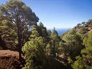 Travel Background Prints: Drone flight over the beautiful lush green pine forest on El Hierro, el pinar
