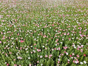Drone flight over field with many colorful poppies somewhere in Austria in summer