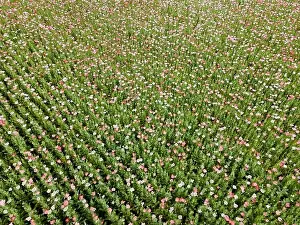Drone flight over field with many colorful poppies somewhere in Austria in summer