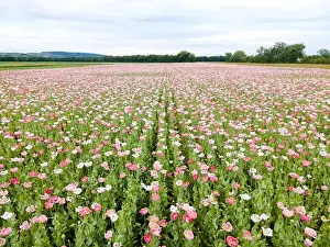 Drone flight over field with many colorful poppies somewhere in Austria in summer