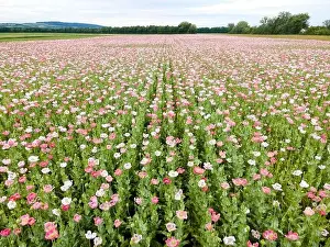 Drone flight over field with many colorful poppies somewhere in Austria in summer