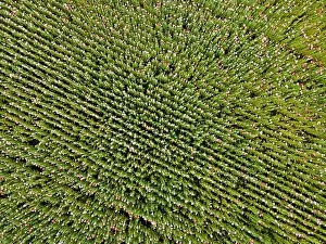 Drone flight over field with many colorful poppies somewhere in Austria in summer