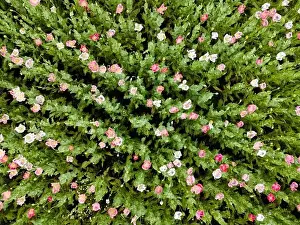 Drone flight over field with many colorful poppies somewhere in Austria in summer