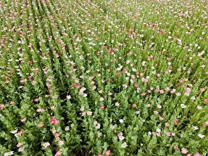 Drone flight over field with many colorful poppies somewhere in Austria in summer