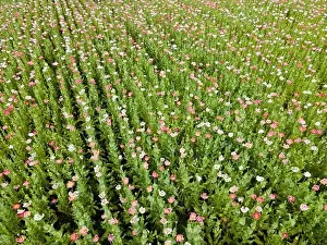 Drone flight over field with many colorful poppies somewhere in Austria in summer