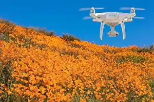 Drone Flying Above California Poppies Landscape During the 2019 Super Bloom