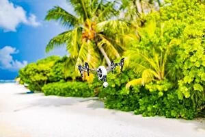 Images Dated 17th December 2015: Drone flying over sea coast and palm trees. Tropical footage or photo creating