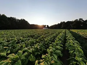 Warren County Prints: drone images of a north carolina tobacco field on a late summer afternoon
