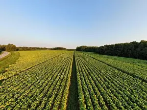 Warren County Prints: drone images of a north carolina tobacco field on a late summer afternoon