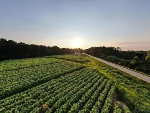 Warren County Prints: drone images of a north carolina tobacco field on a late summer afternoon
