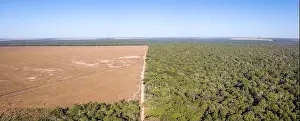 Dirt Road Prints: Drone panoramic aerial view of illegal amazon deforestation