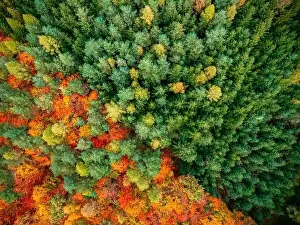 Top Down Prints: This drone shot captures a striking contrast between the autumn colors of a deciduous forest