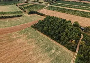 Vinery Prints: Drone view down on agriculture crop land with wheat fields and Vineyards