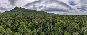 Tsitsikamma Prints: Drone view at the Big Tree of Tsitsikamma National Park on South Africa