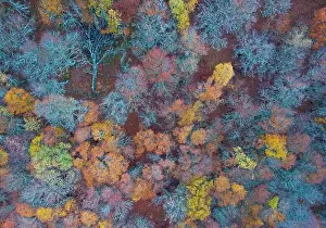 Vegetate Prints: From above drone view of bright multicolored trees growing in autumn forest on daytime