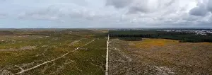 Heath Prints: A drone view of eucalyptus forests and sand dunes with heath on the central Atlantic coast of Portugal