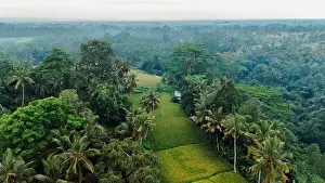Drone view of green rice terraces with tropical palm trees. Countryside in Bali island