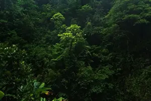 Vegetate Prints: Drone view of green trees growing in rainy forest on gloomy day in Costa Rica