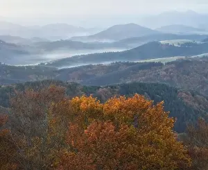 Drone view of picturesque scenery of trees with colorful foliage growing in forest in fall