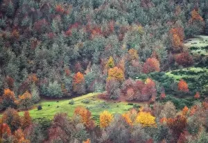 Drone view of picturesque scenery of trees with colorful foliage growing in forest in fall