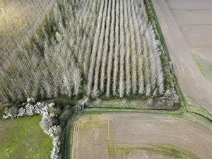 Drone top down view of a regimented plantation of trees shown in uniform rows