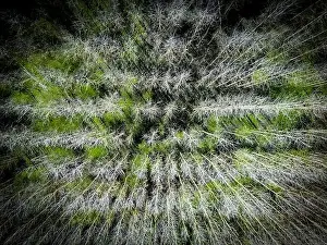 Tree Tops Prints: Drone top down view of a regimented plantation of trees shown in uniform rows