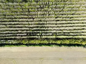 Tree Tops Prints: Drone top down view of a regimented plantation of trees shown in uniform rows