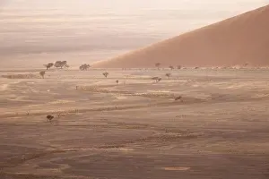 Uneven Prints: Drone view of sandy dune in dead huge desert with dried trees and cracked soil