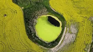 Nature Contrast Prints: Drone view: Vibrant Saskatchewan canola field with a circular yellow water body