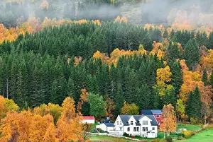Northern Norway Prints: Drone view of village houses surrounded by colorful autumn trees and forest in Northern Norway countryside