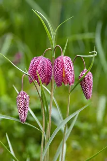 Checked Prints: Drooping chequered heads of Snakes Head Fritillary flowers Fritillaria meleagris in early spring