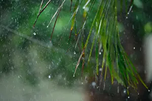 Leafs Prints: drops fall from palm wet leaves during rain