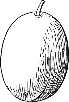 Vector Vectors Prints: This is Drupe fruit. Fruit is long big