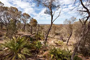 Bushland Prints: Dry Australian bush under a blue sky with white clouds