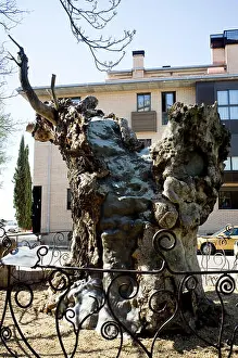 Leon Prints: Dry elm tree to which Antonio Machado wrote his famous poem A un olmo seco