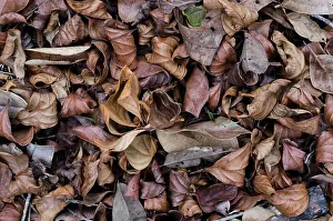 Composting Prints: Dry leaves on the ground